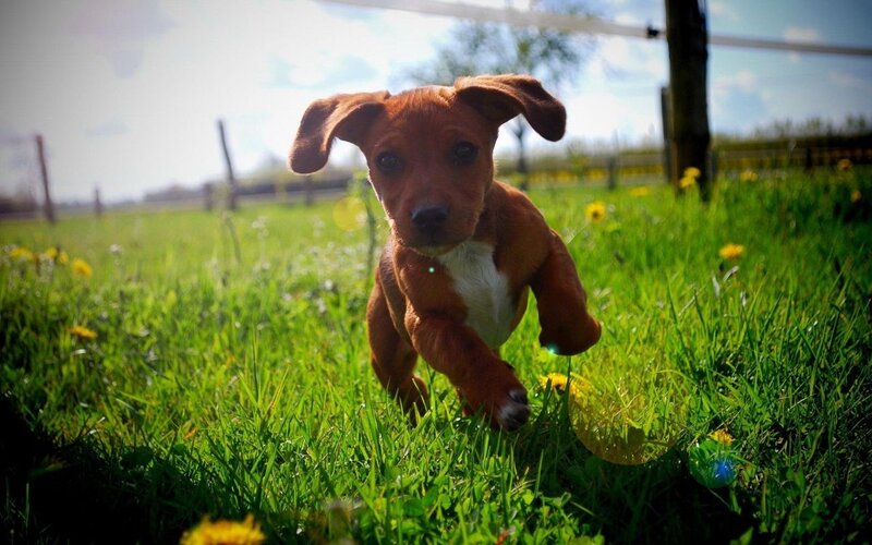 Brown Puppy Running — Green, Playful, Afternoon, Photograph