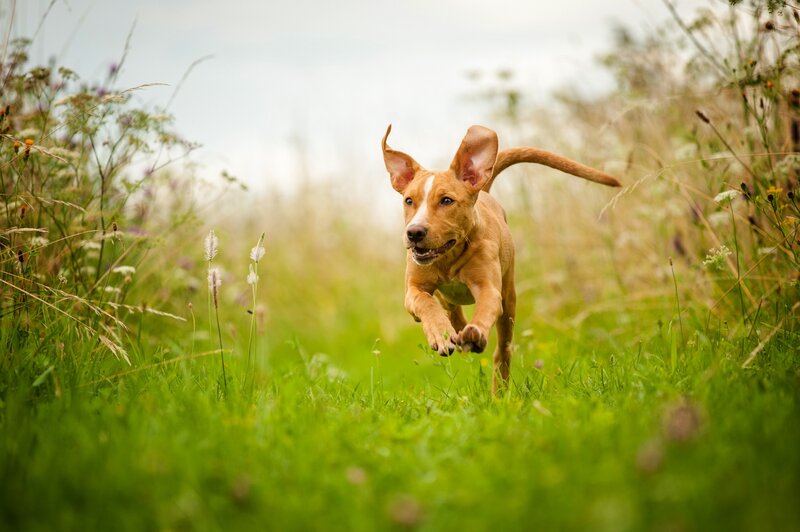 Brown Puppy Running — Green, Playful, Afternoon