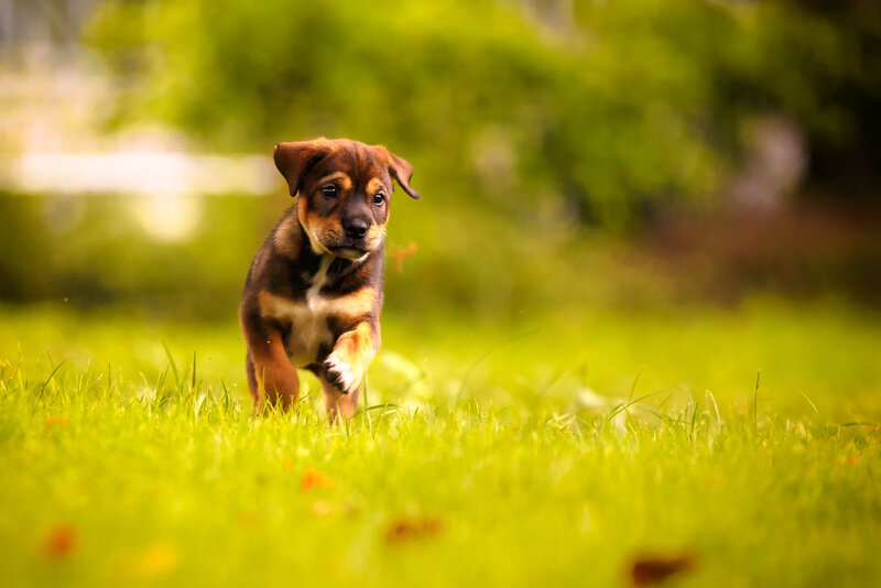Brown Puppy Running — Green, Playful