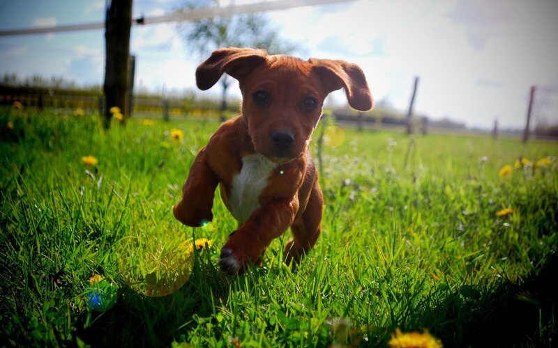Brown Puppy Running — Green