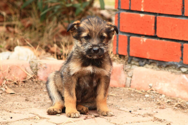 Brown Puppy Sitting — Calm, Afternoon