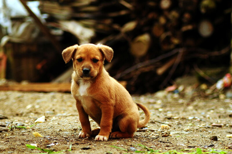 Brown Puppy Sitting — Calm, Photograph, Dirt Ground