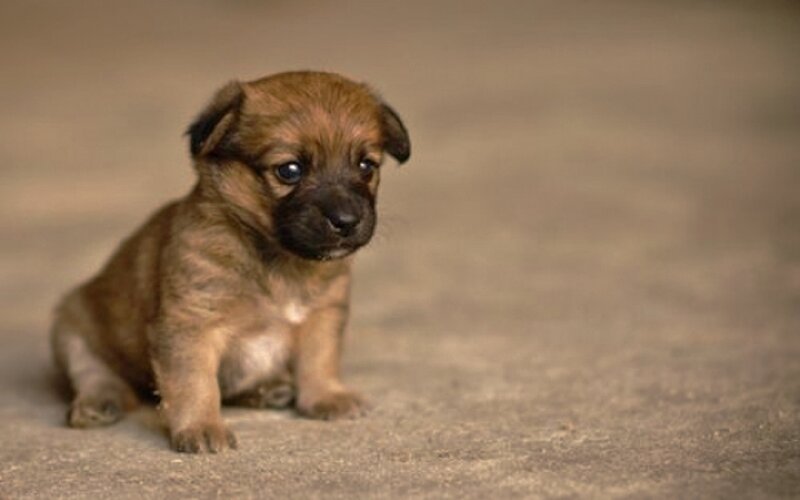 Brown Puppy Sitting — Calm, Photograph