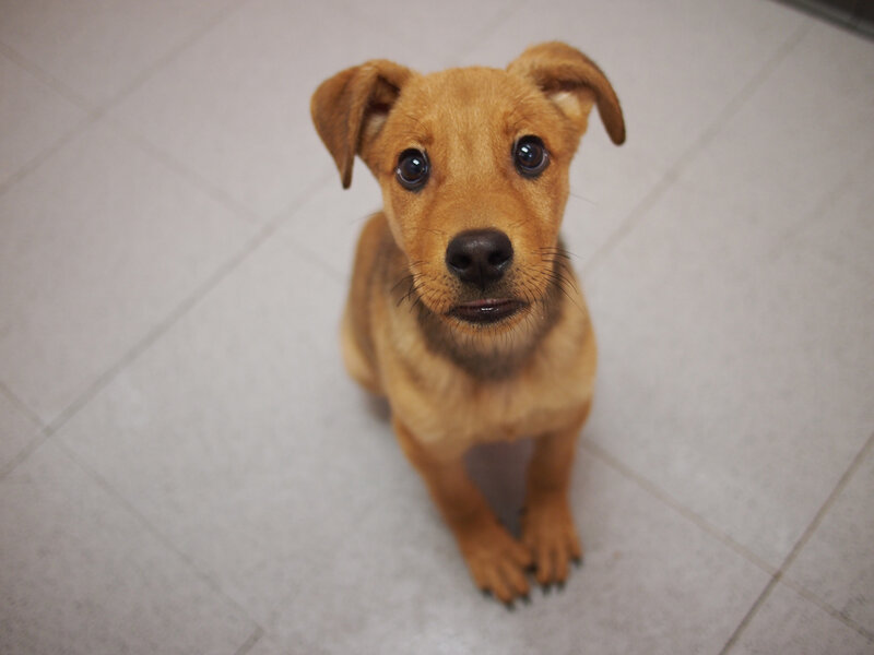 Brown Puppy Sitting — Calm