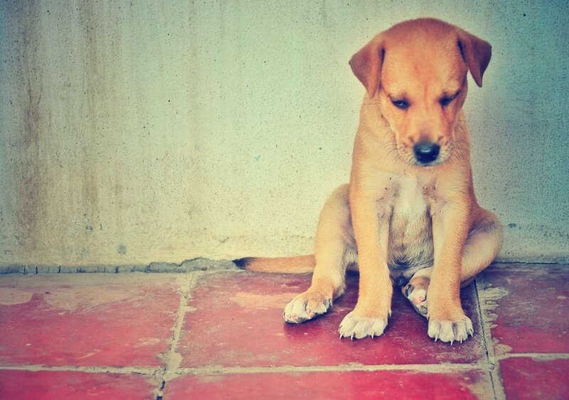 Brown Puppy Sitting — Melancholic