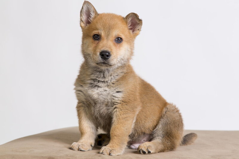 Brown Puppy Sitting — Neutral