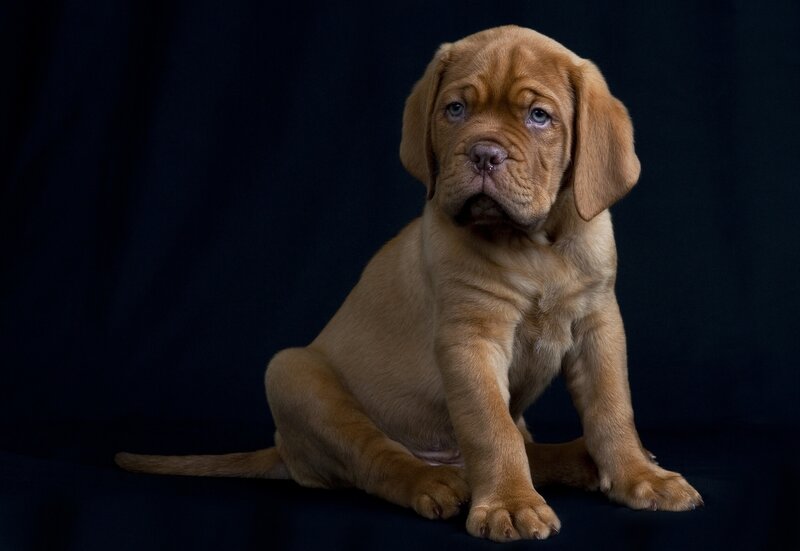 brown puppy sitting on dark background