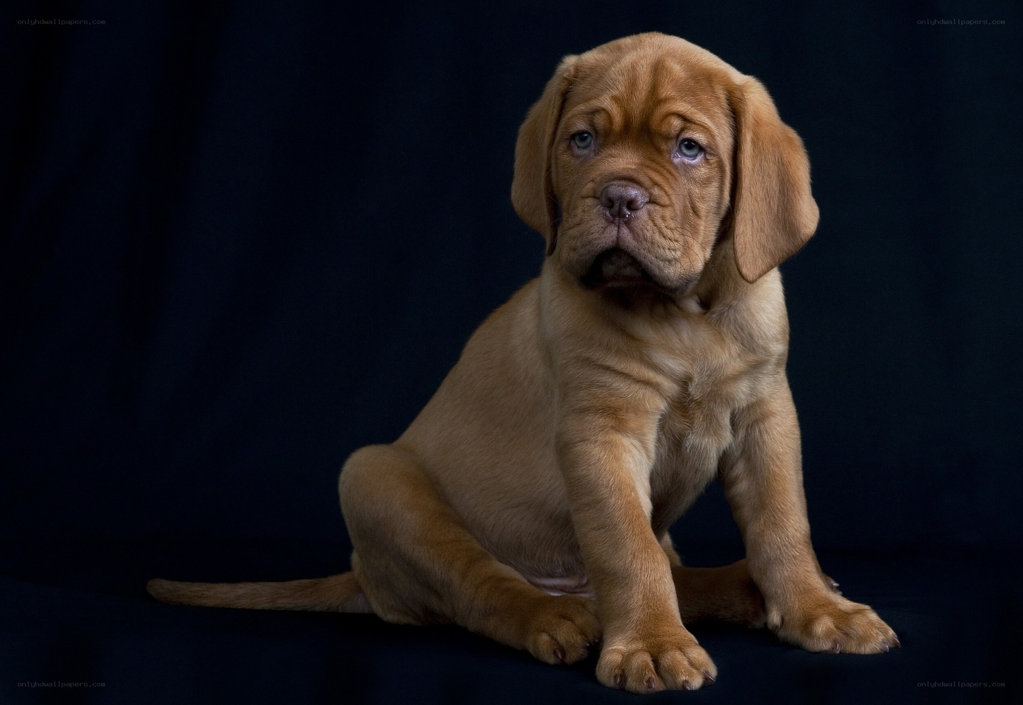 brown puppy sitting on dark background