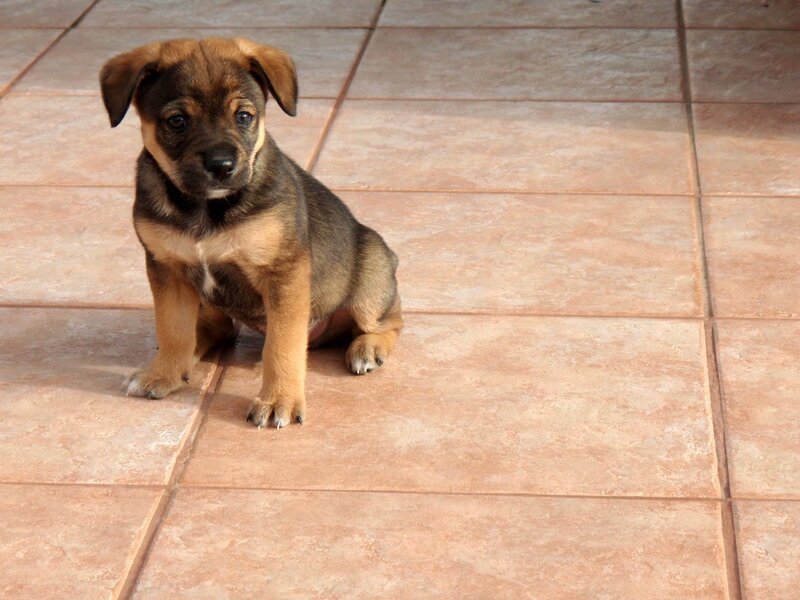 brown puppy sitting on tiles