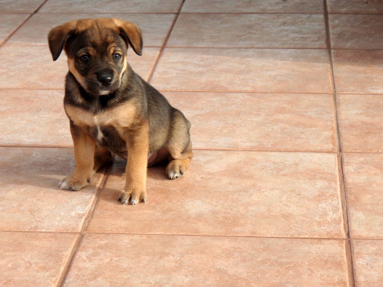 brown puppy sitting on tiles
