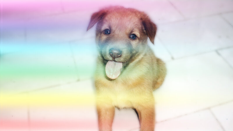Brown Puppy Sitting
