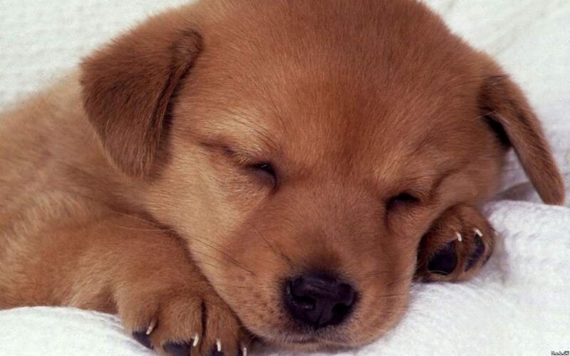 Brown Puppy Sleeping — Blanket
