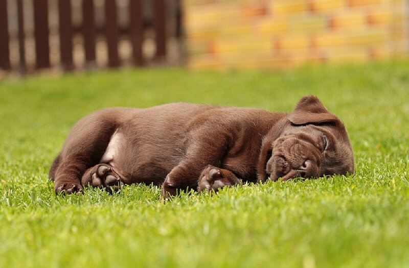 Brown Puppy Sleeping — Green, Peaceful, Afternoon