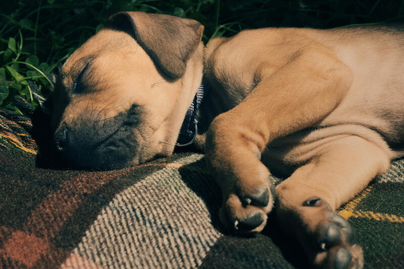 Brown Puppy Sleeping — Peaceful, Afternoon, Photograph