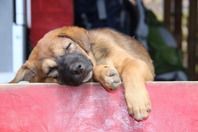 Brown Puppy Sleeping — Peaceful, Afternoon