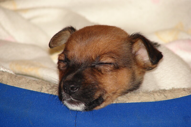 Brown Puppy Sleeping — Peaceful, Photograph, Blanket, Blue Fabric