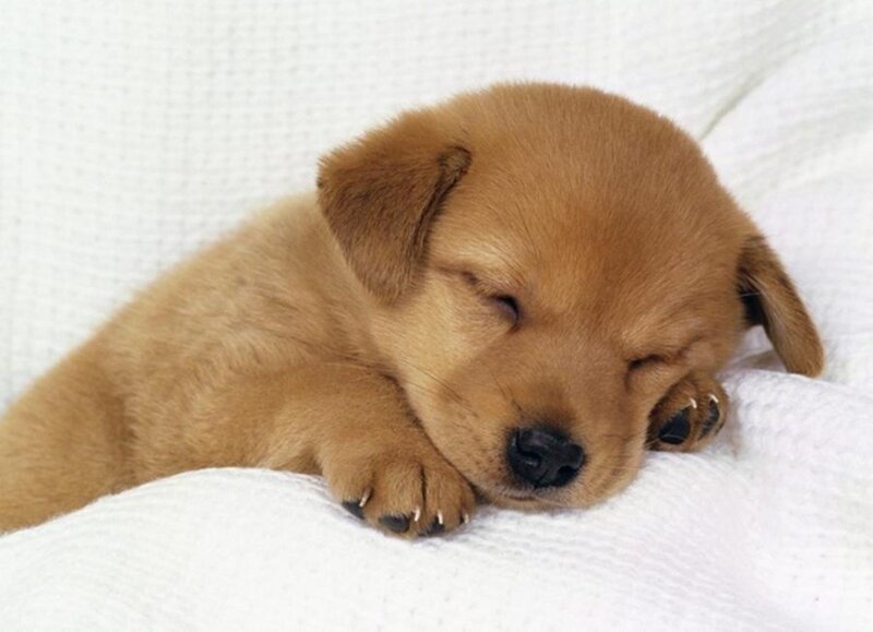 Brown Puppy Sleeping — Peaceful, Photograph, Blanket