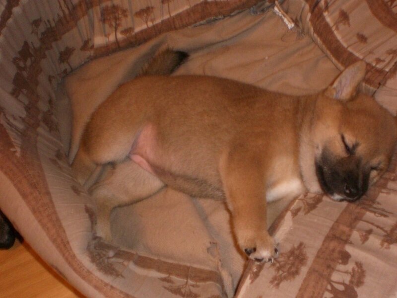 Brown Puppy Sleeping — Peaceful, Photograph, Dog Bed