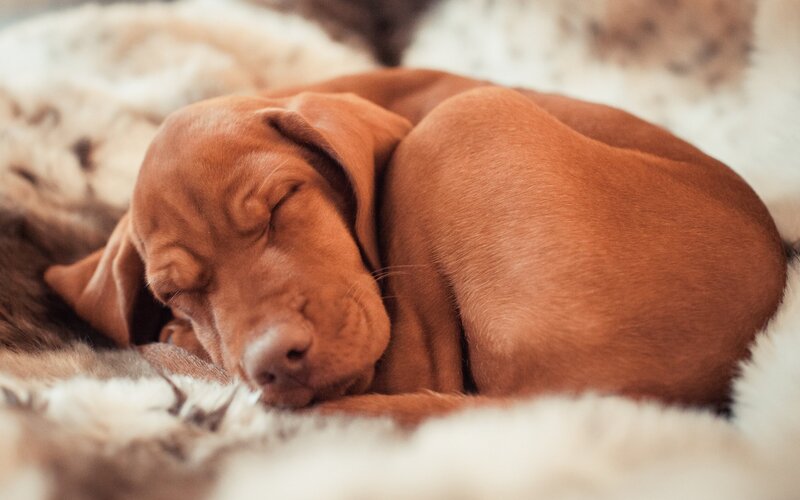Brown Puppy Sleeping — Peaceful, Photograph, Dog