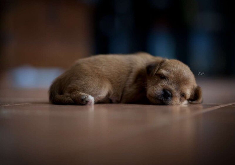 Brown Puppy Sleeping — Peaceful, Photograph, Floor