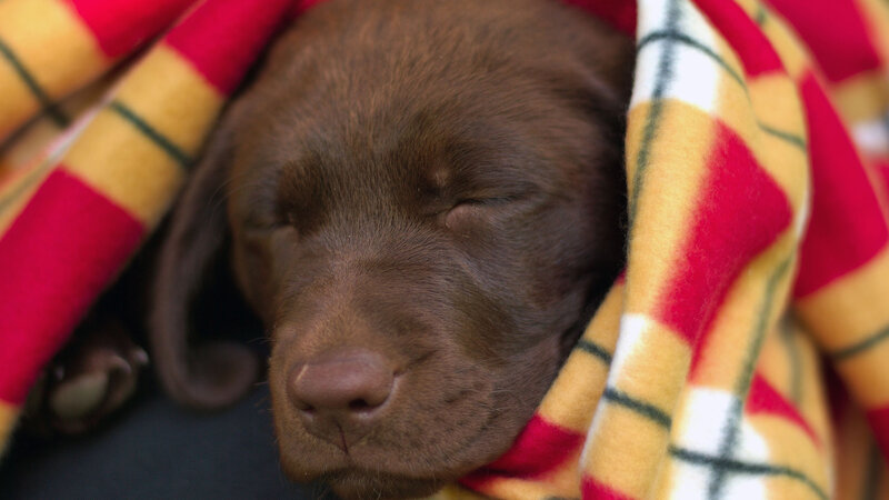 Brown Puppy Sleeping — Peaceful, Photograph
