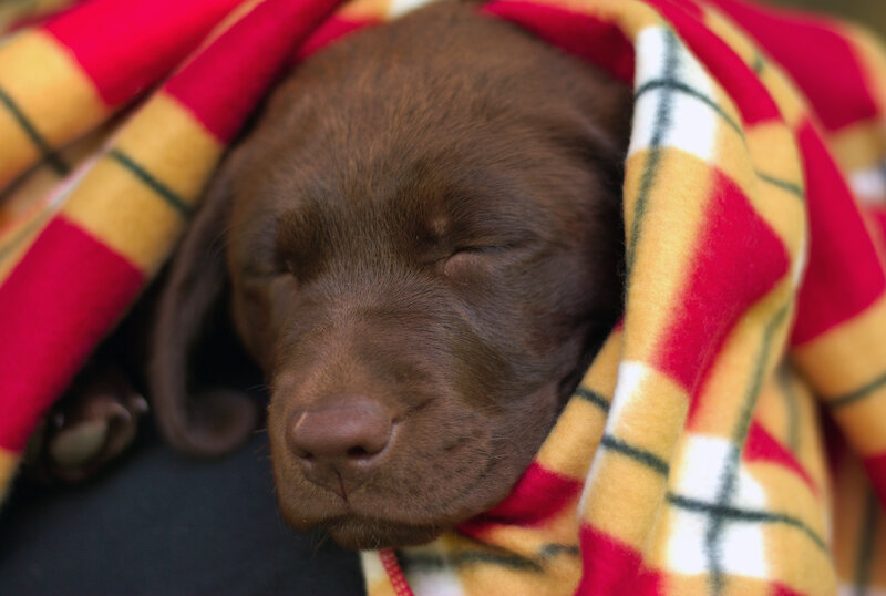 Brown Puppy Sleeping — Peaceful