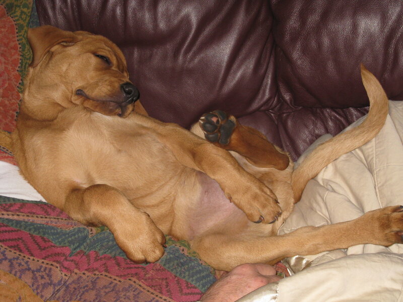 Brown Puppy Sleeping