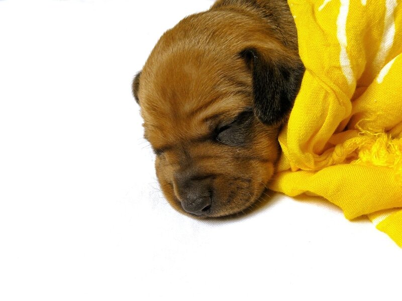 Brown Puppy Sleeping — Yellow