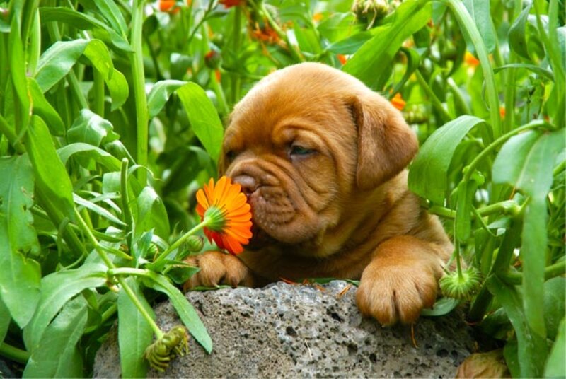 Brown Puppy Smelling Flower
