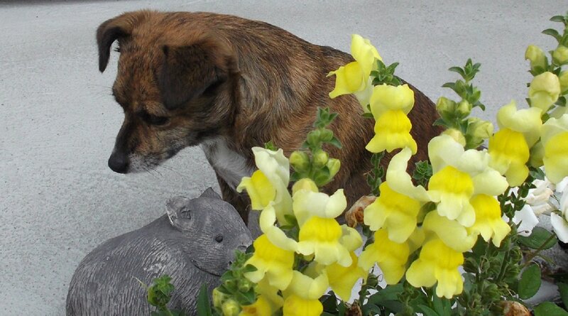 Brown Puppy Sniffing Flowers