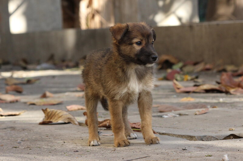 Brown Puppy Standing — Calm, Afternoon