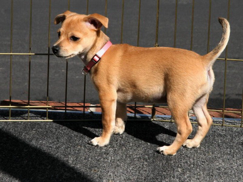 Brown Puppy Standing — Calm