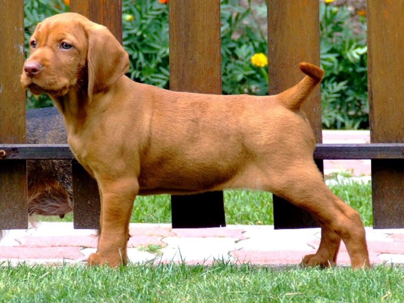 brown puppy standing outside