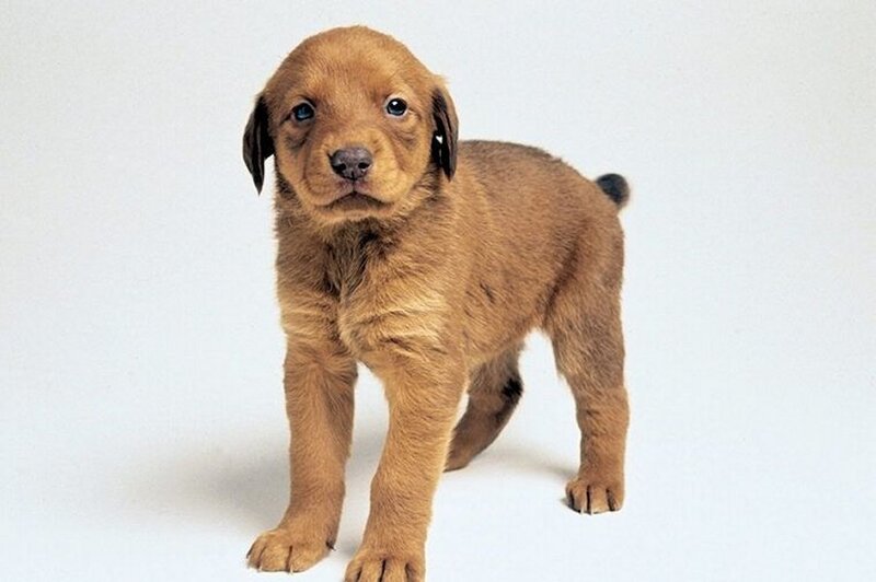 Brown Puppy Standing