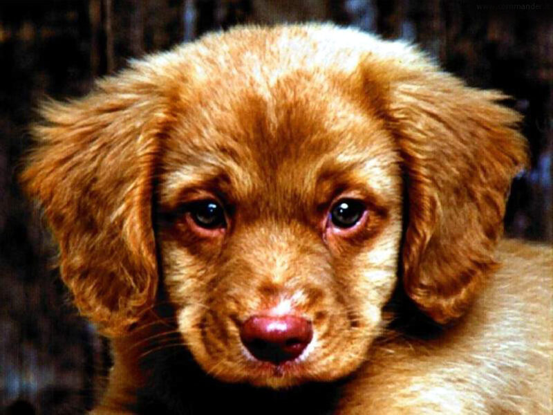 Brown Puppy