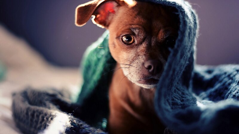Brown Puppy under Blanket