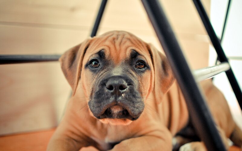 Brown Puppy under Chair — Calm