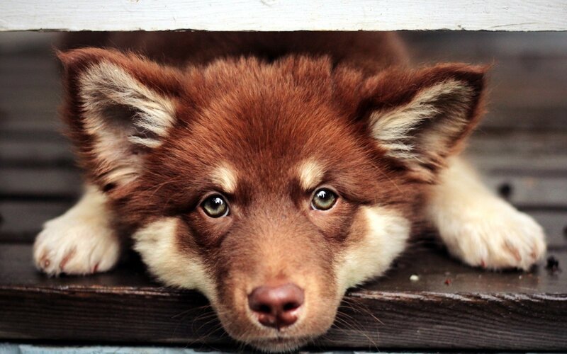 Brown Puppy under Wood — Calm