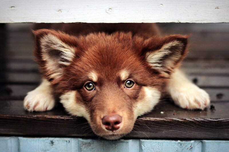 Brown Puppy under Wood
