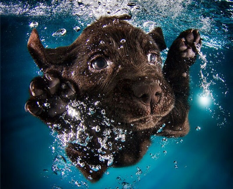 Brown Puppy Underwater