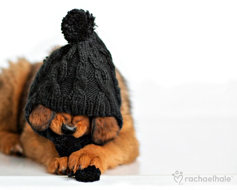 Brown Puppy Wearing Hat