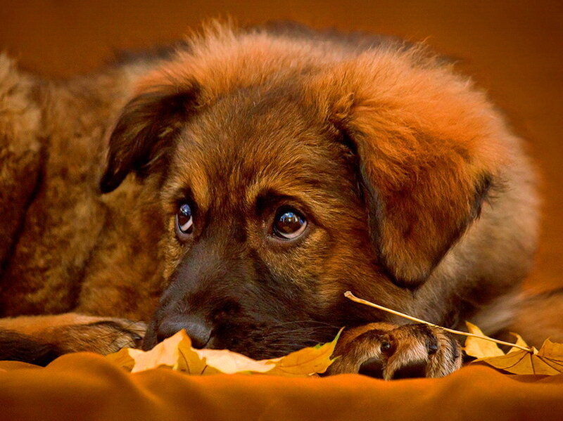 Brown Puppy with Autumn Leaves
