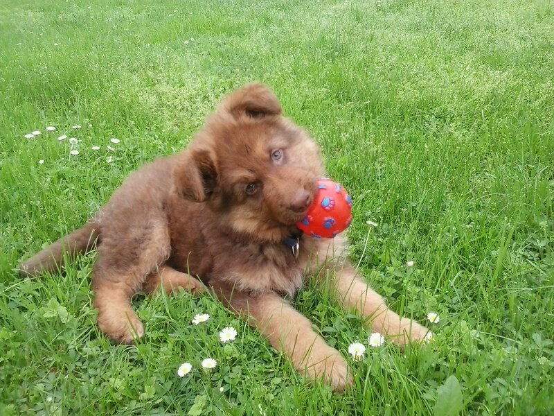 Brown Puppy with Ball