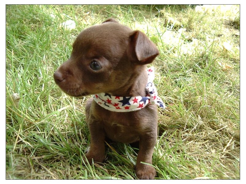 brown puppy with bandana
