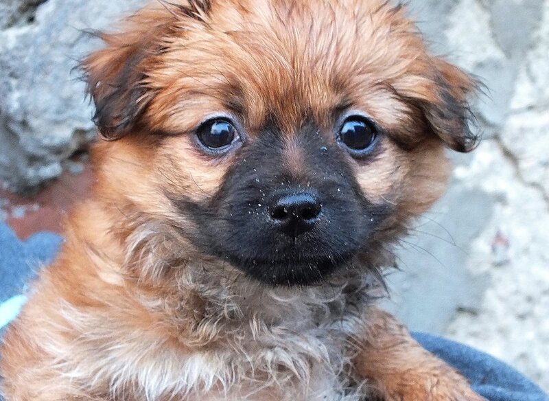 Brown Puppy with Black Muzzle — Calm, Photograph