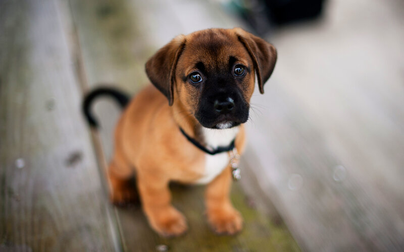 Brown Puppy with Black Muzzle — Calm, Photograph, Wooden Surface