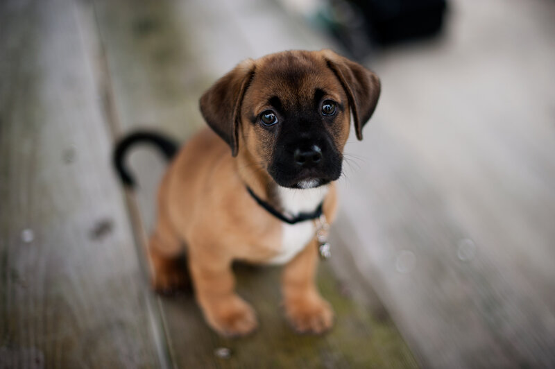 Brown Puppy with Black Muzzle — Calm