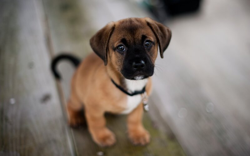 Brown Puppy with Black Muzzle
