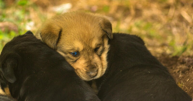 Brown Puppy with Black Puppies