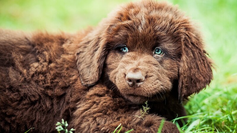 brown puppy with blue eyes